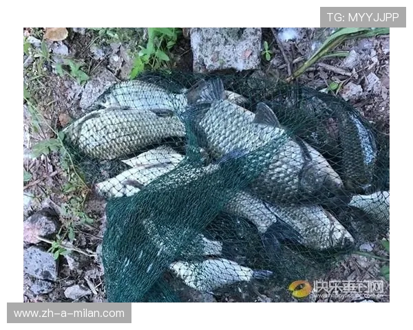 “泥浆飞扬：雨后泥地的疯狂追逐”，泥浆视频