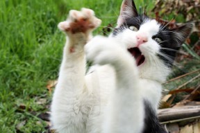 米兰体育APP-国足集训名单再度调整多位新人获得表现机会，国足集训大名单