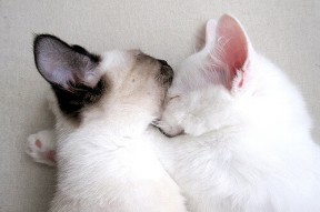 MILANSPORT入口-国家体育总局通报智能裁判系统阶段测试结果，智能车裁判系统