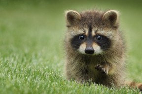 米兰登录入口-五大联赛是否利用中卫长传精准度打破对方高位站位，五大联赛中场排行