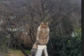 米兰体育-C罗赛前鼓舞全队展现老将风范，c罗踢比赛