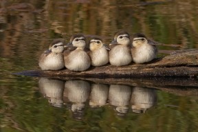 米兰体育官网-国际青少年足球合作计划推动全球青训体系建设迈上新台阶，2021国际青少年足球邀请赛