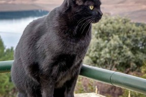 米兰体育官网-中国男篮客战表现稳定 场面控制力增强，中国男篮又一巨无霸