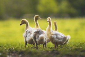 -体测新规落实助推校园体育发展，学校开展体质测试的意义