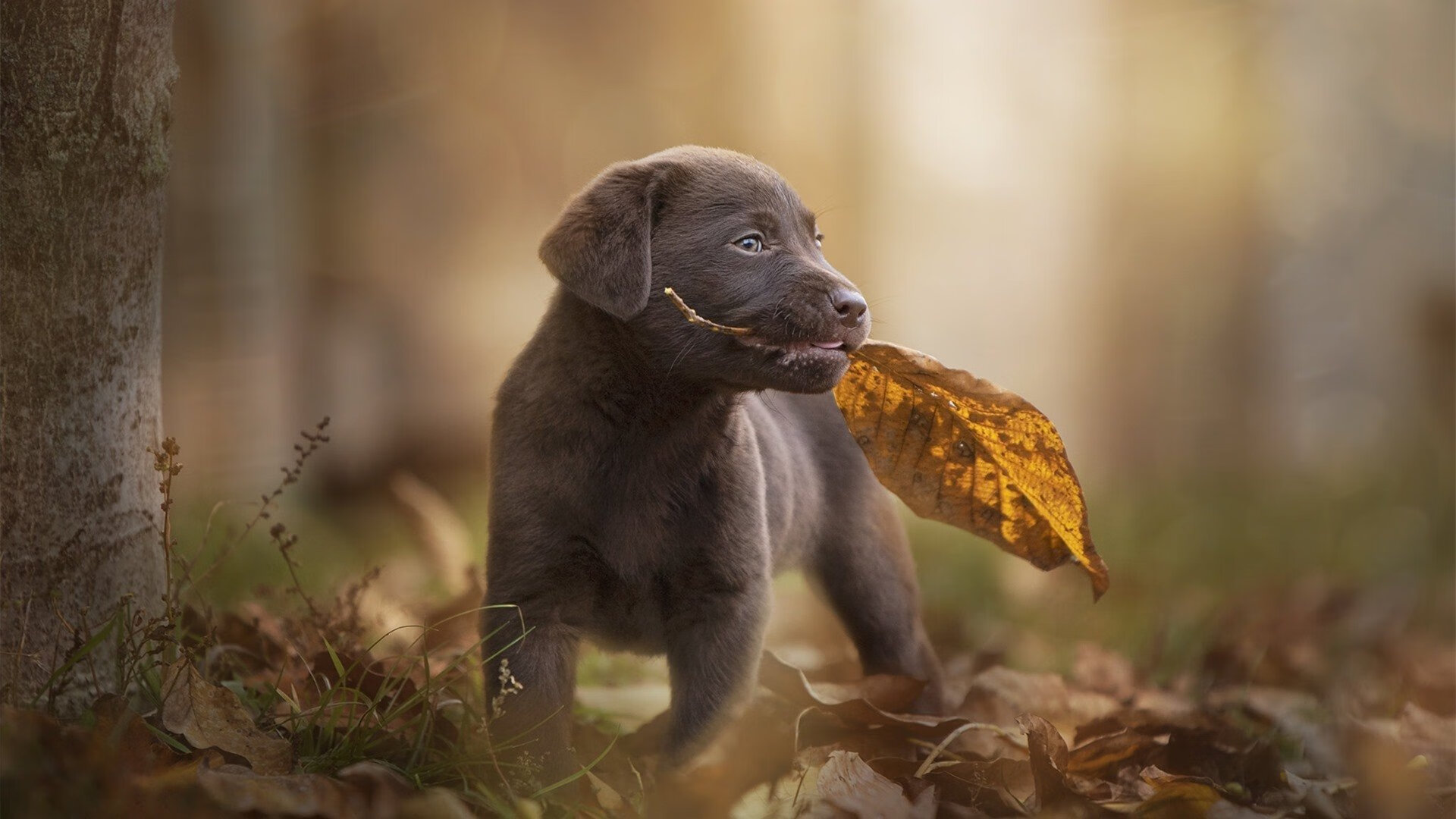 PSG决赛失利引发球迷广泛热议，psi总决赛冠军