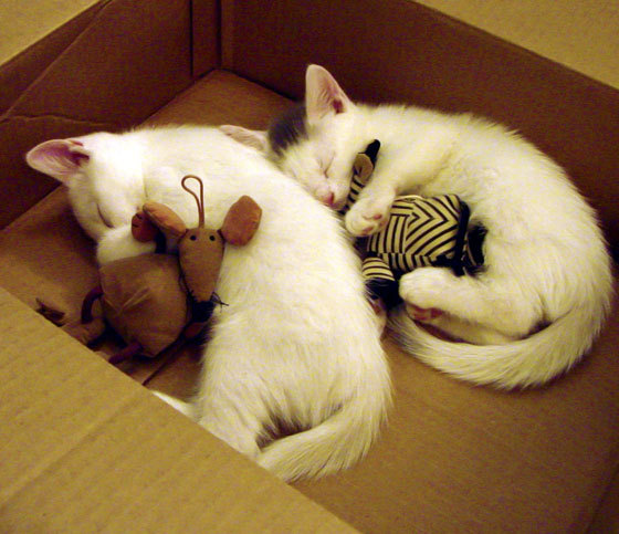 “短柄墙球:高新区全民健身馆,挑战传统,赛场不仅仅是力量的角逐”