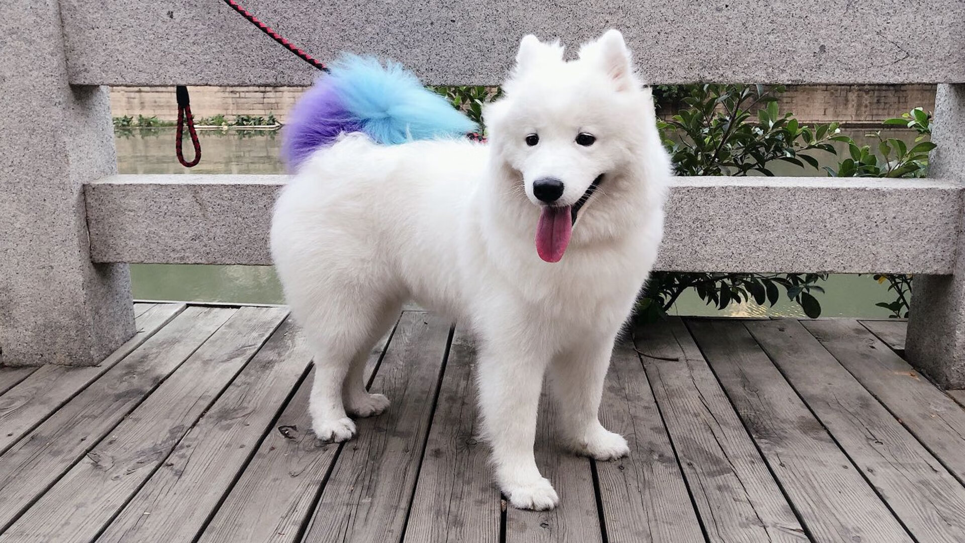 加拿大队赛制深度解析：如何利用赛制提高整体竞技水平，加拿大落选赛阵容