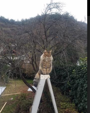 C罗赛前鼓舞全队展现老将风范，c罗踢比赛