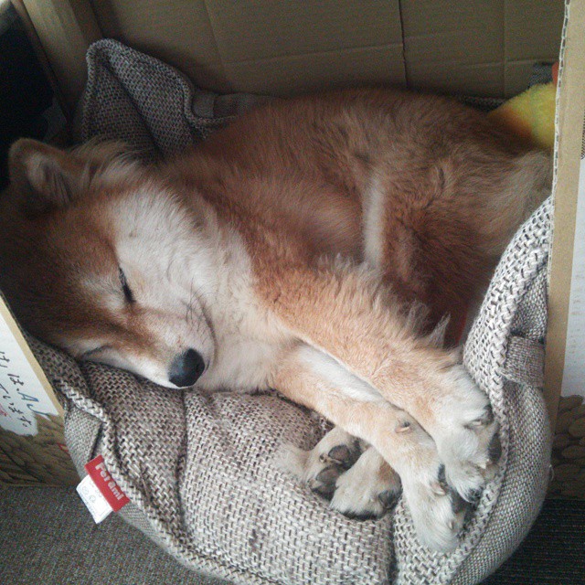 “南非羚羊队的辉煌复兴：萨尔·巴赫的带领下”