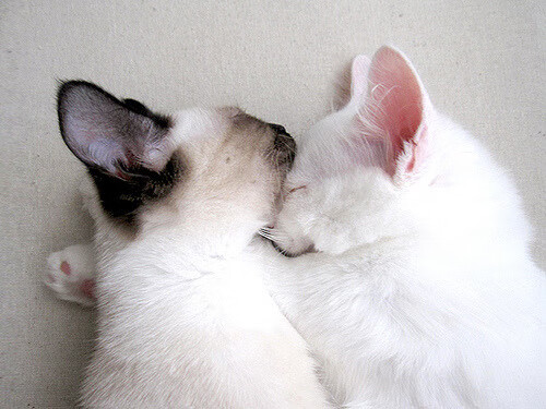 国家体育总局通报智能裁判系统阶段测试结果，智能车裁判系统