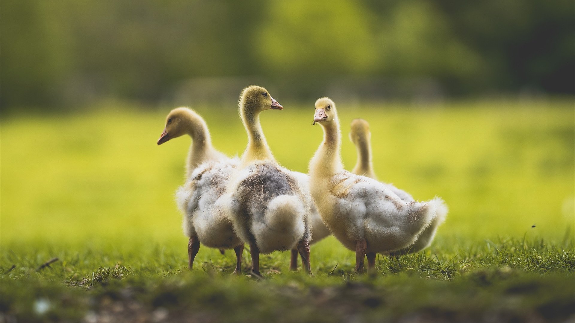 张雨霏被评为亚洲最具影响力泳手，游泳选手张雨霏个人资料