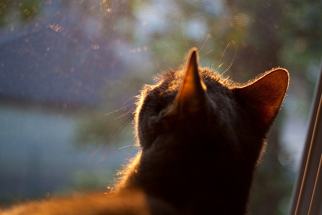 摩洛哥女篮在非洲锦标赛中争夺奖牌，体育实力稳步增强，摩洛哥女子篮球直播